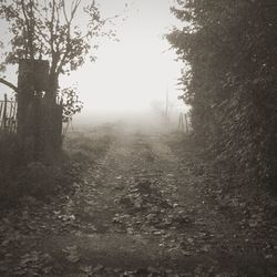 Road passing through forest