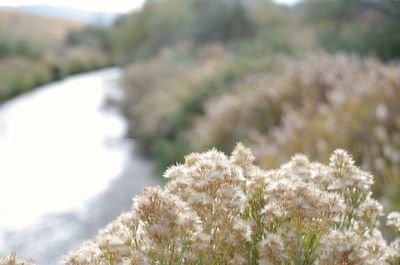 Close-up of flowers growing on field