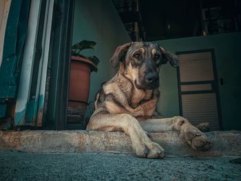 Portrait of dog sitting outdoors