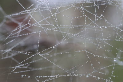 Close-up of wet spider web