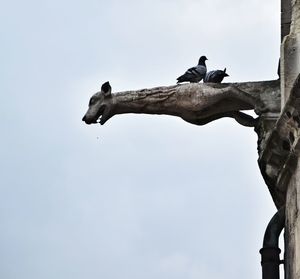 Low angle view of birds perching on gargoyle against sky