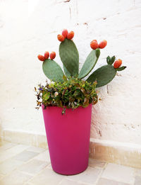 Close-up of potted plant