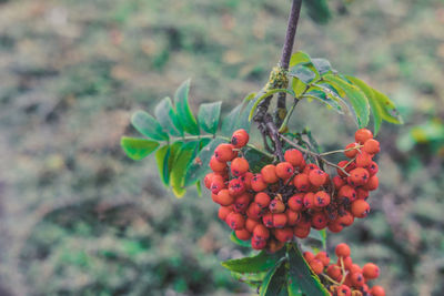 Close-up of red berries growing on tree