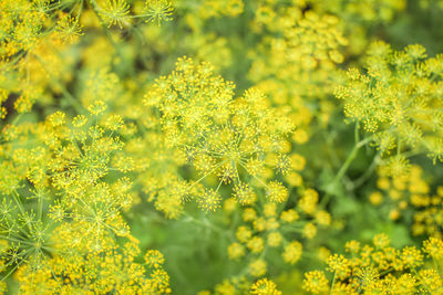 Close-up of yellow flowering plants on field