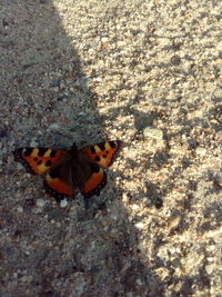 High angle view of butterfly