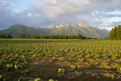 Scenic view of field against sky