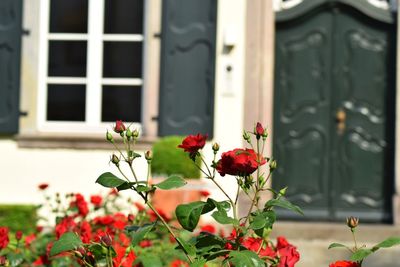 Close-up of red roses blooming against window