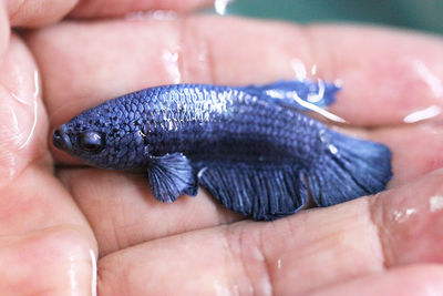 Close-up of person holding leaf