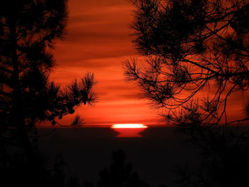 Silhouette trees against orange sky during sunset