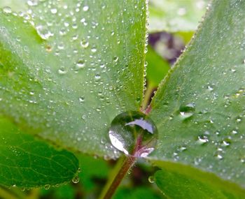 Close-up of water drops on leaf