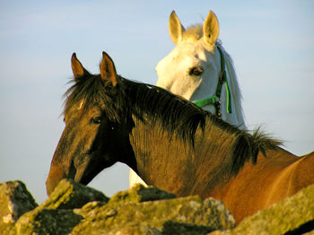 Close-up of horses against sky