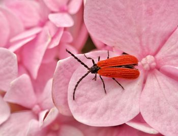 Close-up of red wings insect on pink flower