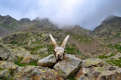 Hiking in mercantour - france