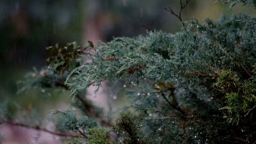 Close-up of snow on plants during winter