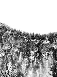 Low angle view of trees in forest against clear sky