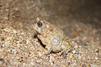 Close-up of lizard on land