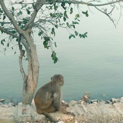 Monkey sitting on a tree