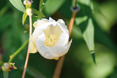 Close-up of white flowering plant