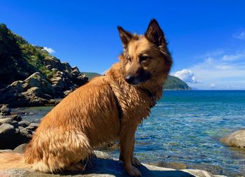 Dog looking away in sea
