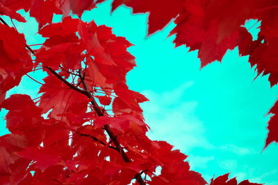 Low angle view of red leaves