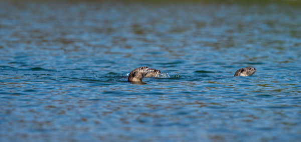 Ducks swimming in lake