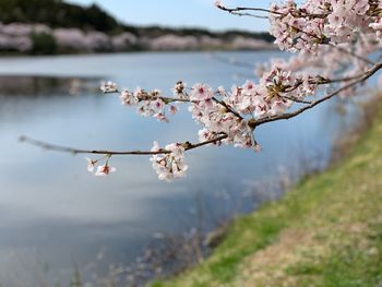 Close-up of cherry blossom tree