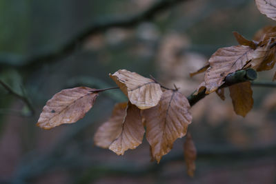 Close-up of dry leaves on plant