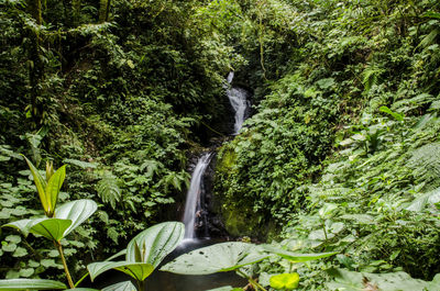 Scenic view of waterfall in forest