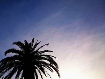 Low angle view of palm trees