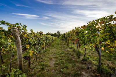 View of vineyard against sky