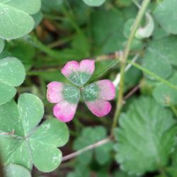 Close-up of water drops on pink flower blooming outdoors