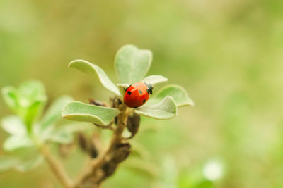 Ladybug on leaves