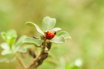 Ladybug on leaves