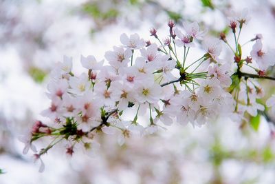 Close-up of cherry blossoms in spring