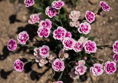 Close-up of pink flowers