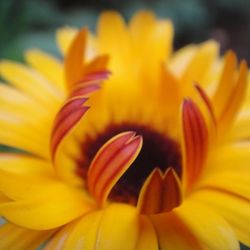 Close-up of yellow flower