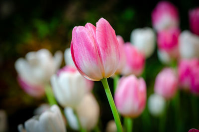 Close-up of pink tulips