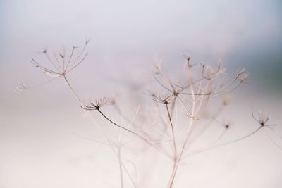 Close-up of flowers against sky