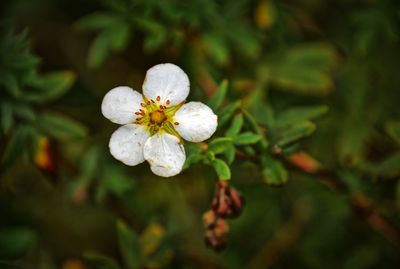 Close-up of white flowering plant