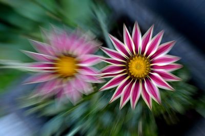 Close-up of pink flower