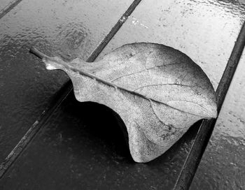 Close-up of leaf in water