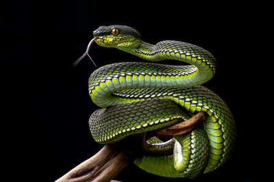 Close-up of snake against black background