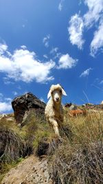 View of dog on field against sky