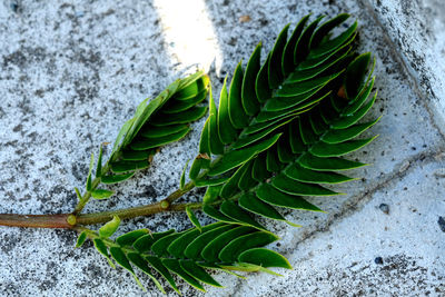 High angle view of succulent plant on field