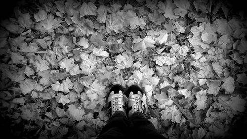 Low section of person standing on autumn leaves