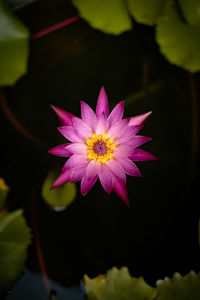 Close-up of pink water lily in pond