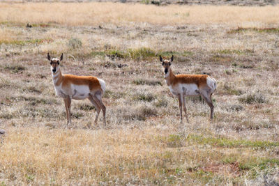 Side view of two horses on field
