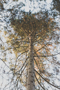 Low angle view of trees against sky