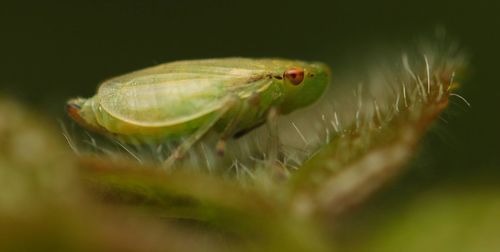 Close-up of insect on leaf