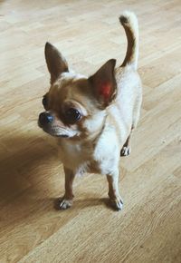 High angle view of dog looking away